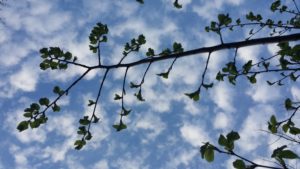 elm leaves and clouds