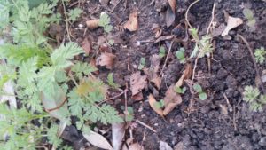 seedlings in soil