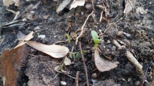 seedling in soil